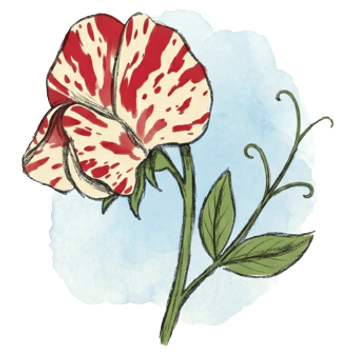 pea flower illustration