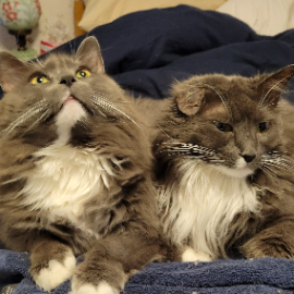 Jill Dahlman's two grey kittens 